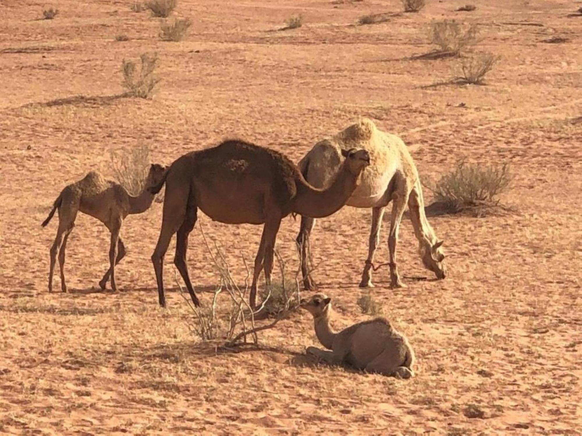 Authentic Bedouin Camp Wadi Rum Exteriér fotografie